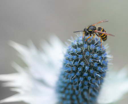 wasp collecting nectar on purple plant