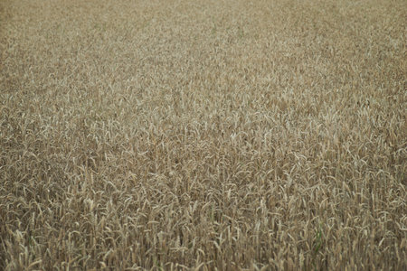Background with wheat or rye field just before harvest