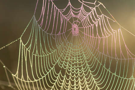 Colorful cobweb with norning dewの写真素材