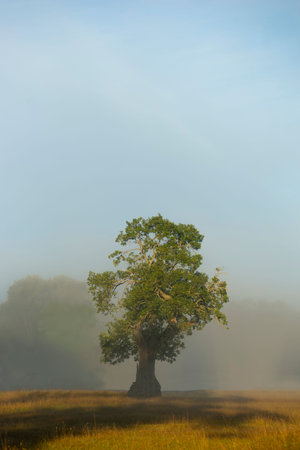 Lone oak tree in field in sunny foggy morningの写真素材