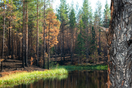 Beautiful view of tarn in forest after devastating fire, with big burnt tree trunk in foregroundの写真素材