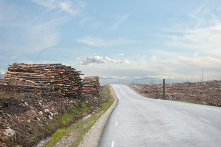 Asphalt road in clearing after forest fire, with pile of logs on side.