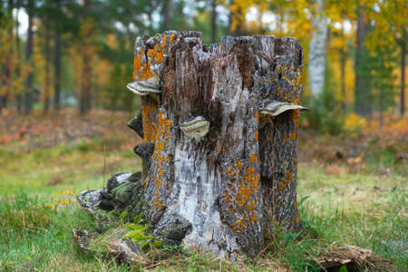 Colorful decaying tree stump with fungus in Scandinavian forest in autumnの写真素材