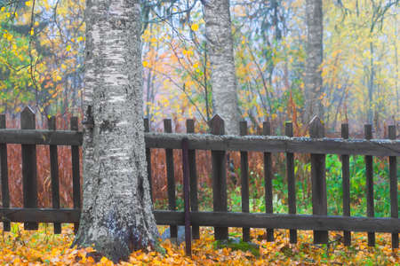 Autumn landscape with birch tree in front of old weathered wooden fence with fungusの写真素材