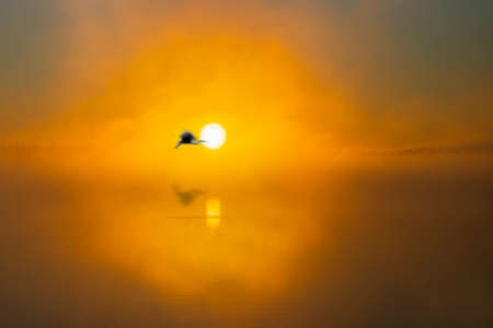 Beautiful sunrise over lake, with silhouette of heron bird in blurred motion in front of rising sun, reflected in waterの写真素材