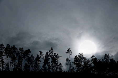 silhouettes of coniferous trees on montain top with big moon on moody sky