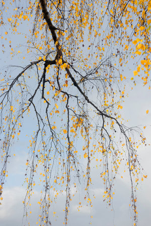 Branch of birch tree with yellow leaves in autumn on blue sky