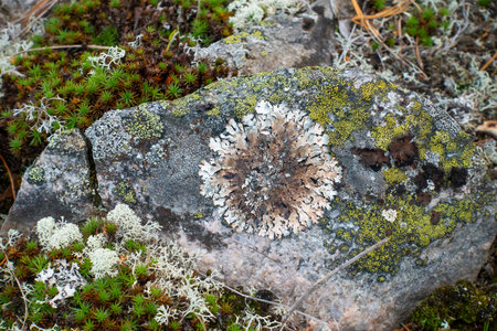 Fungus shaped like a flower on granite rock