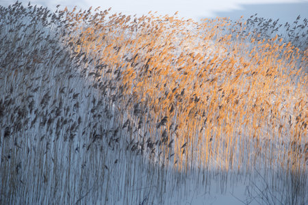 Frozen dry reeds in snow on winter lake