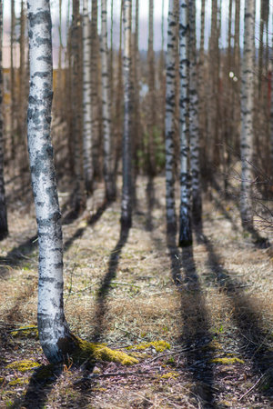 Bare birch trees casting shadows in early spring with low standing sunの写真素材
