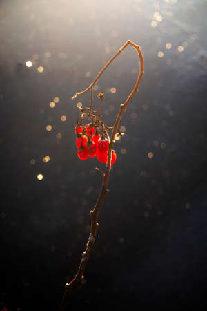 red frozen berries on small branch, with dark water or ice backgroundの写真素材