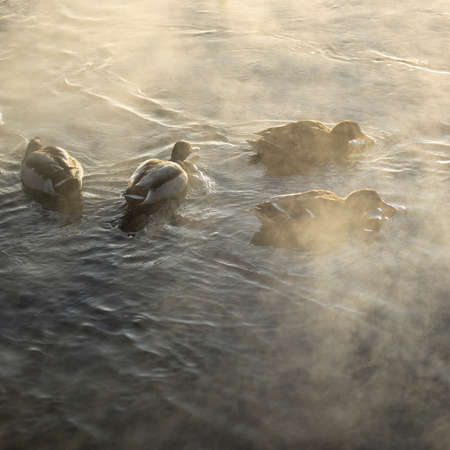 Mallards in cold water with fog on winter dayの写真素材