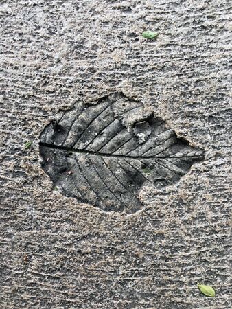 concrete leaf in the cementの写真素材