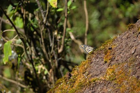 Monach butterfly in the woods of Angangueo Michoacan MÃ©xicoの写真素材