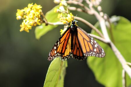 Monach butterfly in the woods of Angangueo Michoacan MÃ©xicoの写真素材