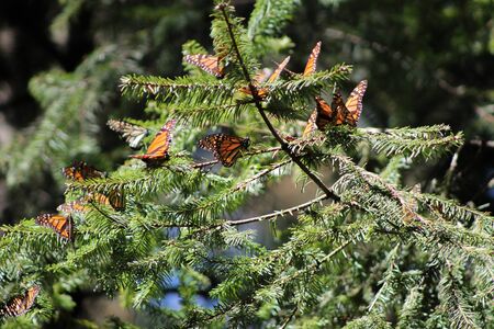 Monach butterfly in the woods of Angangueo Michoacan MÃ©xicoの写真素材