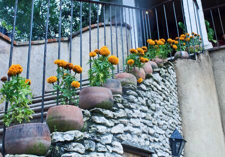 cempasuchil flowers and a stairの写真素材
