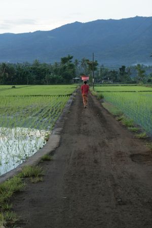 Woman walking with a basket over the head between two paddy field in Bali, IndonesiaBALI - MAY 25;  Rice production in Indonesia is an important part of the national economy.  Woman with basket on her head walking to the paddy field in Bali, Indonesiaのeditorial素材