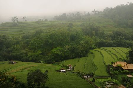 Green terraces paddy field in Bali, Indonesiaの写真素材