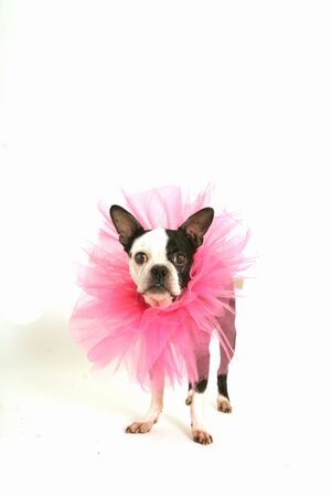 Old boston terrier with a pink ruffle around the neck on white backgroundの写真素材