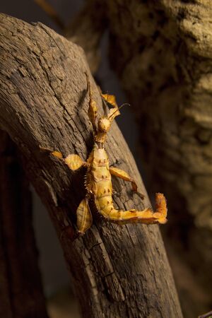 Orange stick insect on a wood pieceの写真素材