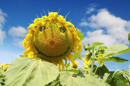 Nice yellow happy face sunflower against a blue skyの写真素材