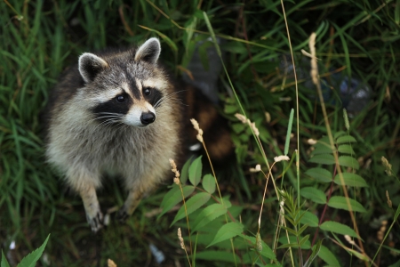 Curious racoon in a forest looking up の写真素材