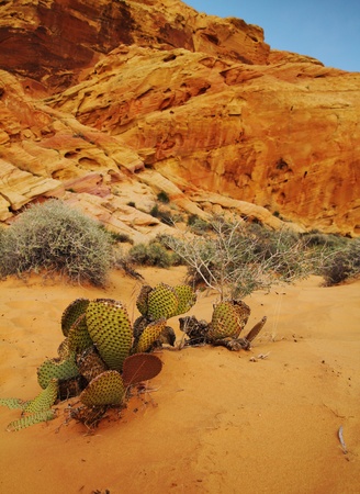 Cactus in foreground of orange rocks at Valley of fire in Nevada, United Statesの写真素材