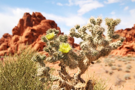 Cactus and red rocks in background at Valley of fireの写真素材