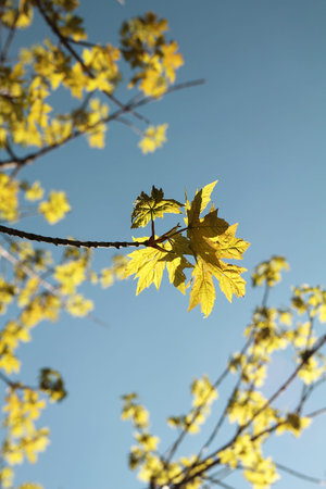 Green maple leaves against the blue sky