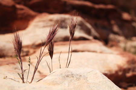 Dry plant in the desert at Red rock canyon in Nevadaの写真素材