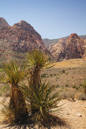 Yucca plants in the desert of Red Rock Canyon in Nevadaの写真素材