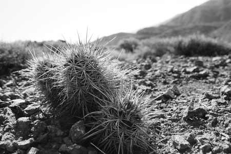 Hedgehog cactus in a desert in black and whiteの写真素材