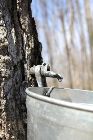 Close up of a droplet of sap flowing from the maple tree into a pail to make pure maple syrupの写真素材