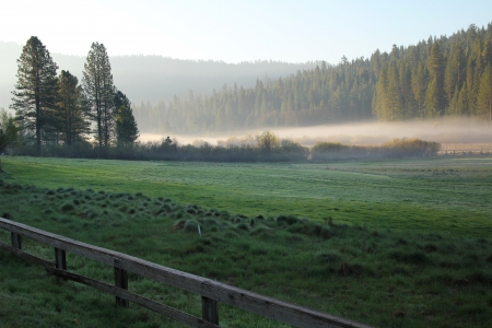 Misty morning in a meadow at Yosemite national park in Californiaの写真素材