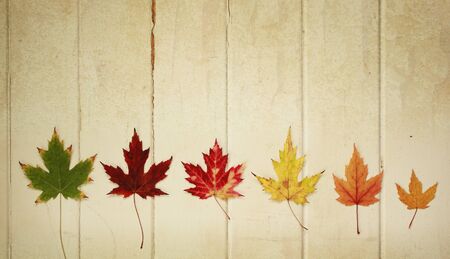 Six maple leaf on a row on a wooden vintage backgroundの写真素材