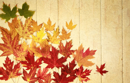 colorful maple leave of different size on a wood background vintage