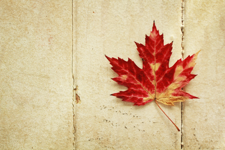 Red maple leaf on a vintage wood backgroundの写真素材