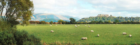 stirling castle in background with sheep grazing in scotlandの写真素材