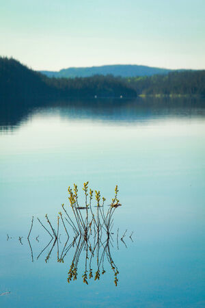 little plant reflecting in waterの写真素材