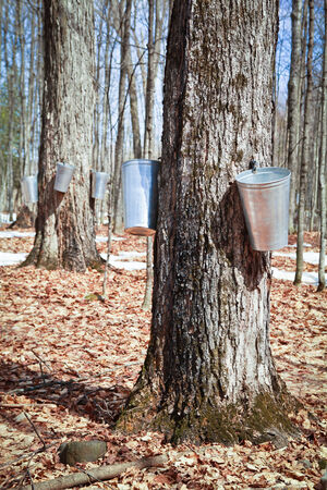 Pails in trees to collect sap of maple trees to produce maple syrup.の写真素材