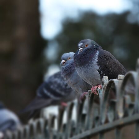 Pigeons standing in a row on a fenceの写真素材