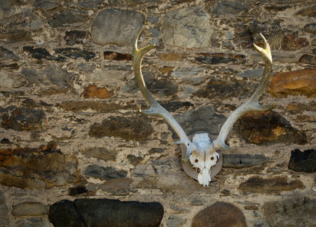 Red deer skull on a stone wall