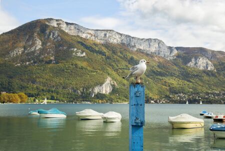 Seagull standing on a blue wooden post in front with Annecy lake and Alpes in background.の写真素材