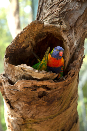 Rainbow lorikeet parrot standing in a treeの写真素材