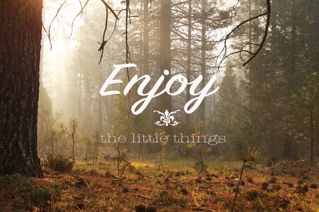 Inspirational quote Enjoy the little things on a picture with an atmosphere in a misty forest early in the morning の写真素材
