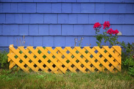 Pink geranium behind a yellow trellis against a purple tiled wallの写真素材