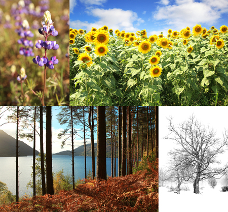 Collage of four pictures. One for each season, spring, summer, fall and winterの写真素材