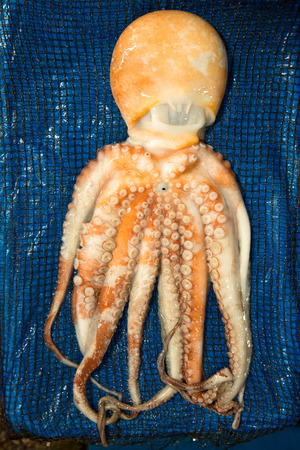 Fresh octopus for sale the Noryangjin Fish Market in Seoul in South Koreaの写真素材