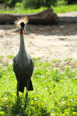 The black crowned crane or Balearica pavonina is a bird in the crane family Gruidae.の写真素材